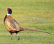 Cocina Sencilla - Recetas de cocina faciles